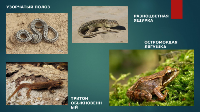 УЗОРЧАТЫЙ ПОЛОЗ РАЗНОЦВЕТНАЯ ЯЩУРКА ОСТРОМОРДАЯ ЛЯГУШКА ТРИТОН ОБЫКНОВЕННЫЙ 