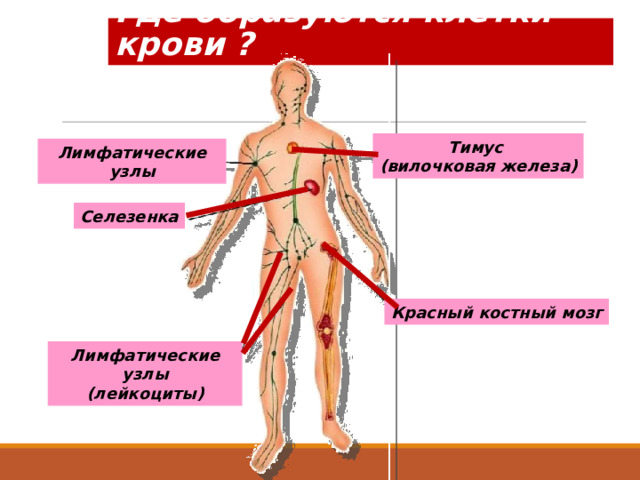 Где образуются клетки крови ? Тимус (вилочковая железа) Лимфатические узлы Селезенка Красный костный мозг Лимфатические узлы (лейкоциты) 