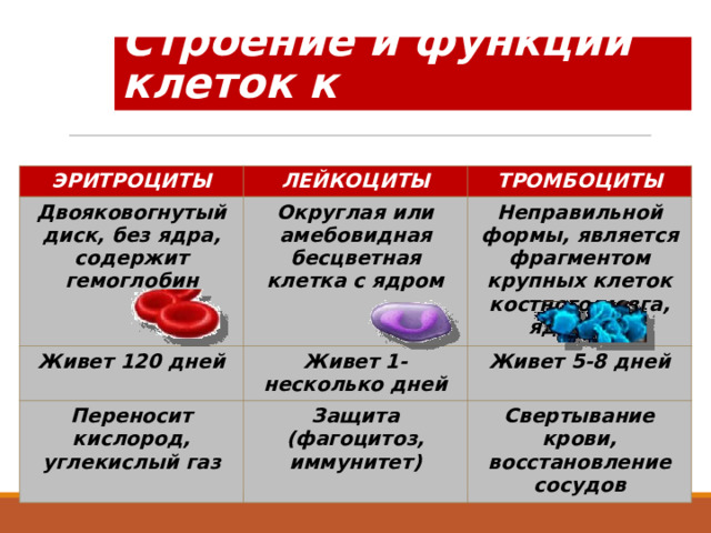 Строение и функции клеток к ЭРИТРОЦИТЫ ЛЕЙКОЦИТЫ Двояковогнутый диск, без ядра, содержит гемоглобин ТРОМБОЦИТЫ Округлая или амебовидная бесцветная клетка с ядром Живет 120 дней Живет 1-несколько дней Неправильной формы, является фрагментом крупных клеток костного мозга, ядра нет Переносит кислород, углекислый газ Живет 5-8 дней Защита (фагоцитоз, иммунитет) Свертывание крови, восстановление сосудов 