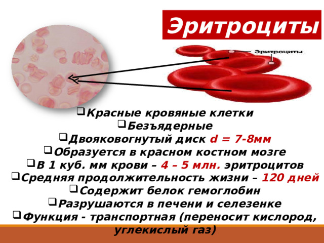 Эритроциты Красные кровяные клетки Безъядерные Двояковогнутый диск d = 7-8мм Образуется в красном костном мозге В 1 куб. мм крови – 4 – 5 млн. эритроцитов Средняя продолжительность жизни – 120 дней Содержит белок гемоглобин Разрушаются в печени и селезенке Функция - транспортная (переносит кислород, углекислый газ)  