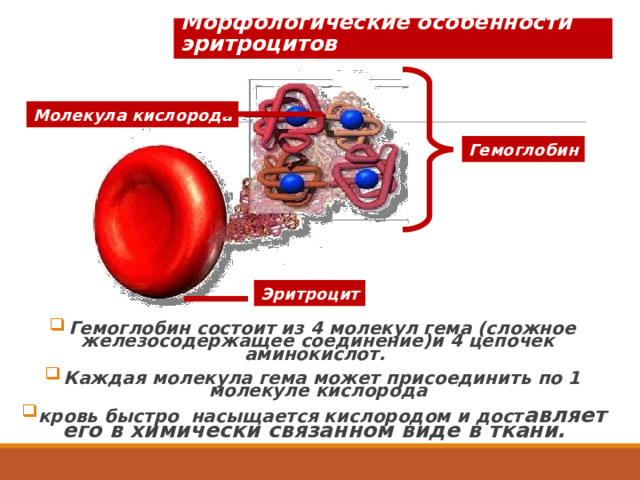 Морфологические особенности эритроцитов Молекула кислорода Гемоглобин Эритроцит Гемоглобин состоит из 4 молекул гема (сложное железосодержащее соединение)и 4 цепочек аминокислот. Каждая молекула гема может присоединить по 1 молекуле кислорода кровь быстро насыщается кислородом и дост авляет его в химически связанном виде в ткани. 
