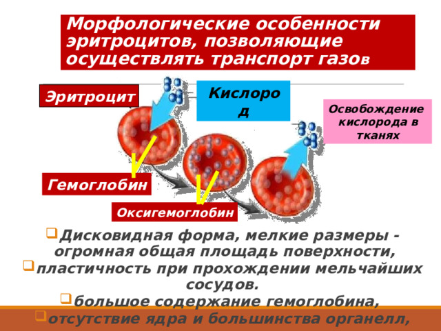 Морфологические особенности эритроцитов, позволяющие осуществлять транспорт газо в Кислород Эритроцит Освобождение кислорода в тканях Гемоглобин Оксигемоглобин Дисковидная форма, мелкие размеры - огромная общая площадь поверхности, пластичность при прохождении мельчайших сосудов. большое содержание гемоглобина, отсутствие ядра и большинства органелл,  