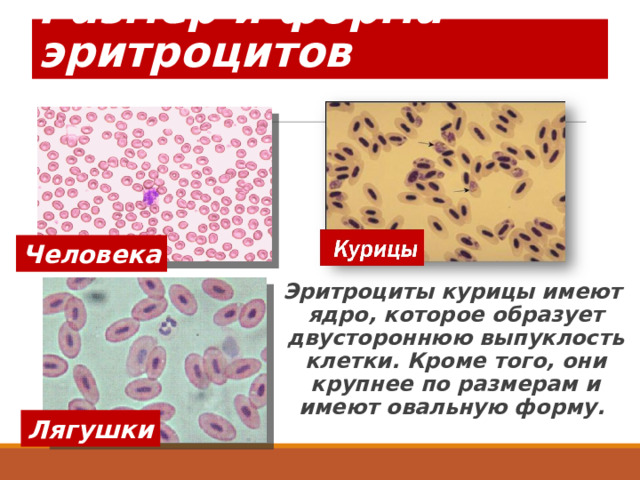 Размер и форма эритроцитов Человека Эритроциты курицы имеют ядро, которое образует двустороннюю выпуклость клетки. Кроме того, они крупнее по размерам и имеют овальную форму.  Лягушки 