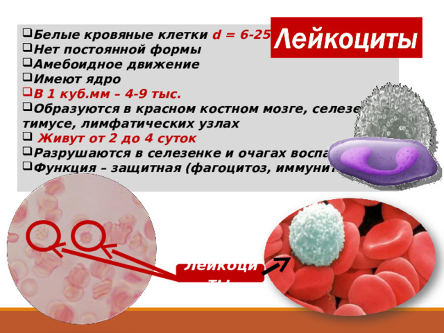 Белые кровяные клетки d = 6-25мкм Нет постоянной формы Амебоидное движение Имеют ядро В 1 куб.мм – 4-9 тыс. Образуются в красном костном мозге, селезенке, тимусе, лимфатических узлах  Живут от 2 до 4 суток Разрушаются в селезенке и очагах воспаления Функция – защитная (фагоцитоз, иммунитет)  Лейкоциты  1500 х 18 