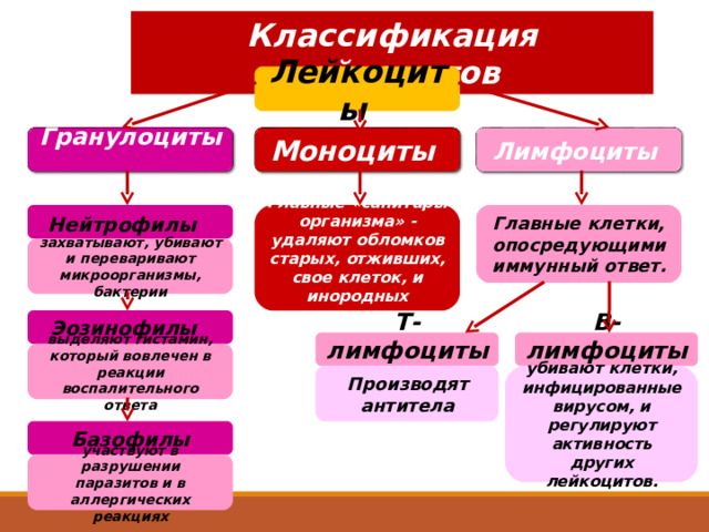 Классификация лейкоцитов Лейкоциты Лимфоциты Моноциты Гранулоциты  Нейтрофилы  Главные «санитары организма» - удаляют обломков старых, отживших, свое клеток, и инородных элементов Главные клетки, опосредующими иммунный ответ. захватывают, убивают и переваривают микроорганизмы, бактерии Эозинофилы В-лимфоциты Т-лимфоциты  Данный материал дается для общего ознакомления выделяют гистамин, который вовлечен в реакции воспалительного ответа убивают клетки, инфицированные вирусом, и регулируют активность других лейкоцитов. Производят антитела Базофилы участвуют в разрушении паразитов и в аллергических реакциях 19 