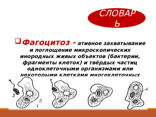 СЛОВАРЬ Фагоцитоз - ативное захватывание и поглощение микроскопических инородных живых объектов (бактерии, фрагменты клеток) и твёрдых частиц одноклеточными организмами или некоторыми клетками многоклеточных животных 