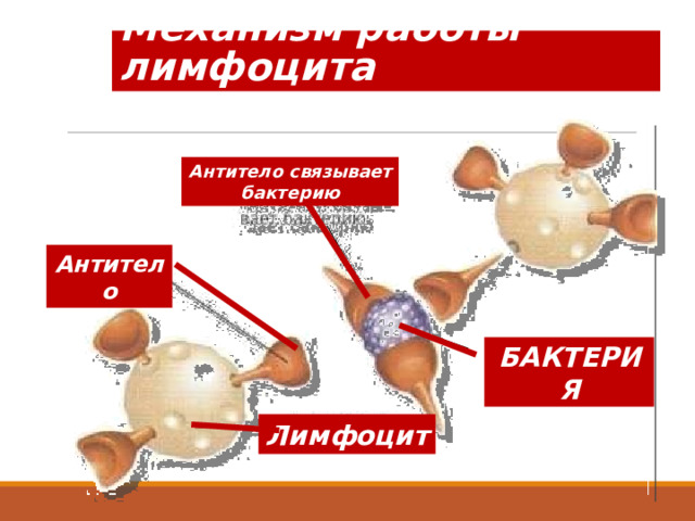 Механизм работы лимфоцита Антитело связывает бактерию Антитело БАКТЕРИЯ Бактерия (антиген) Лимфоцит 