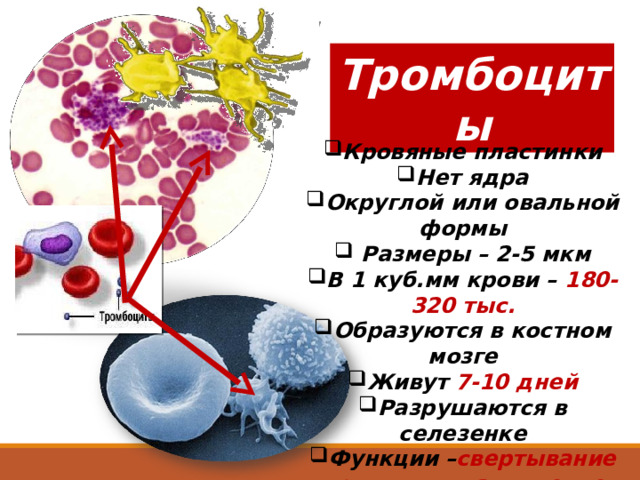 Тромбоциты Кровяные пластинки Нет ядра Округлой или овальной формы  Размеры – 2-5 мкм В 1 куб.мм крови – 180-320 тыс. Образуются в костном мозге Живут 7-10 дней Разрушаются в селезенке Функции – свертывание крови, восстановление сосудов 