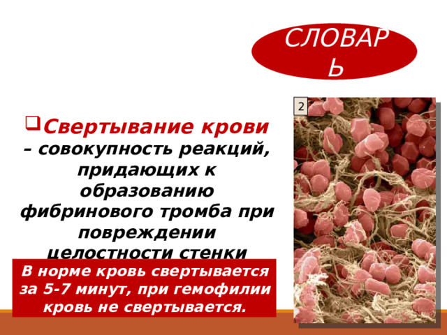 СЛОВАРЬ 2 Свертывание крови – совокупность реакций, придающих к образованию фибринового тромба при повреждении целостности стенки сосуда . В норме кровь свертывается за 5-7 минут, при гемофилии кровь не свертывается. 