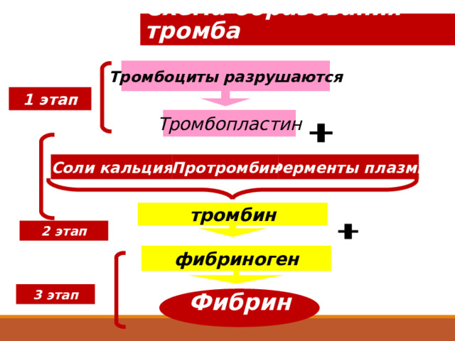 Схема образования тромба Тромбоциты разрушаются 1 этап Тромбопластин Ферменты плазмы Соли кальция Протромбин тромбин 2 этап фибриноген 3 этап  Фибрин  