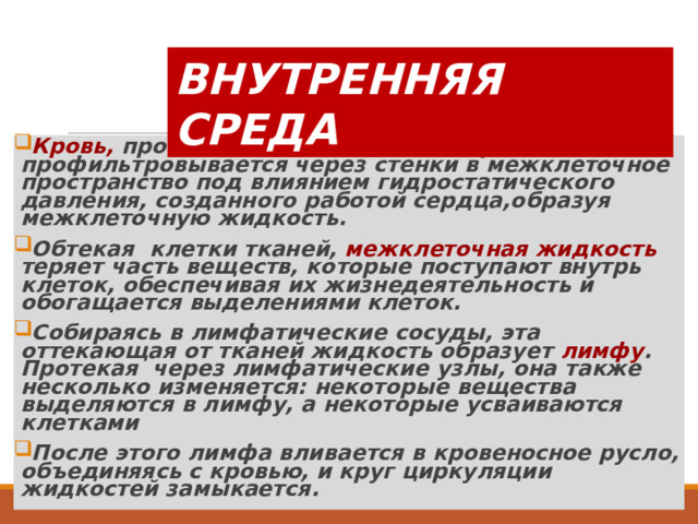 ВНУТРЕННЯЯ СРЕДА Кровь, протекая по тонким капиллярам, профильтровывается через стенки в межклеточное пространство под влиянием гидростатического давления, созданного работой сердца,образуя межклеточную жидкость. Обтекая клетки тканей, межклеточная жидкость теряет часть веществ, которые поступают внутрь клеток, обеспечивая их жизнедеятельность и обогащается выделениями клеток. Собираясь в лимфатические сосуды, эта оттекающая от тканей жидкость образует лимфу . Протекая через лимфатические узлы, она также несколько изменяется: некоторые вещества выделяются в лимфу, а некоторые усваиваются клетками После этого лимфа вливается в кровеносное русло, объединяясь с кровью, и круг циркуляции жидкостей замыкается.  