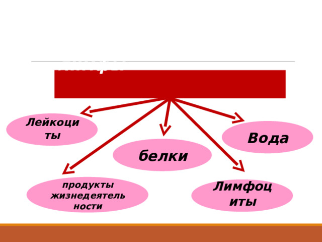  Химический состав лимфы   Лейкоциты  Вода белки продукты жизнедеятельности Лимфоциты  