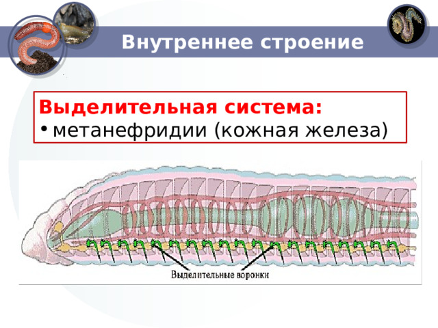 Внутреннее строение Выделительная система: метанефридии (кожная железа) 