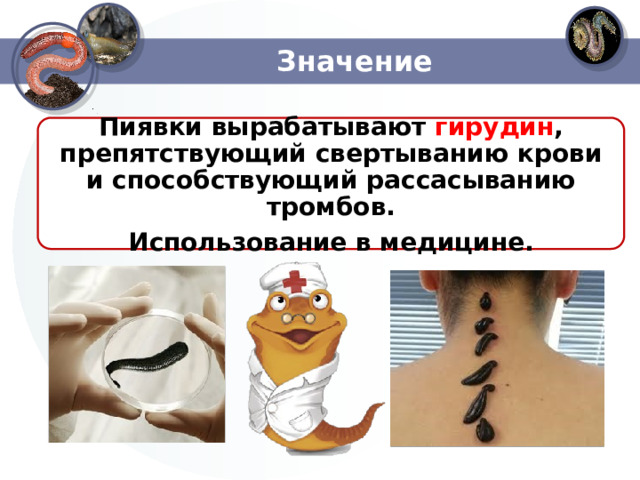 Значение  Пиявки вырабатывают гирудин , препятствующий свертыванию крови и способствующий рассасыванию тромбов. Использование в медицине.  