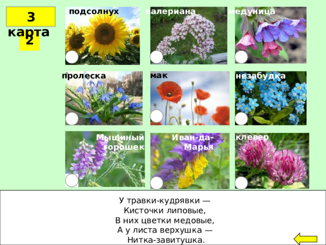 медуница подсолнух валериана  3 карта 2 мак пролеска незабудка клевер Иван-да-Марья Мышиный горошек У травки-кудрявки —  Кисточки липовые,  В них цветки медовые,  А у листа верхушка —  Нитка-завитушка. 