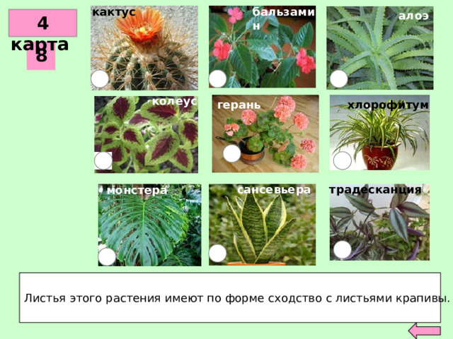 бальзамин кактус алоэ кактус бальзамин  4 карта 8 колеус хлорофитум герань сансевьера традесканция монстера Листья этого растения имеют по форме сходство с листьями крапивы. 