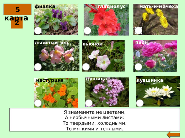 мать-и-мачеха гладиолус фиалка  5 карта 2 пион львиный зев вьюнок душица кувшинка настурция Я знаменита не цветами,  А необычными листами:  То твердыми, холодными,  То мягкими и теплыми.    