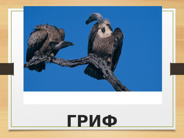 ГРИФ 