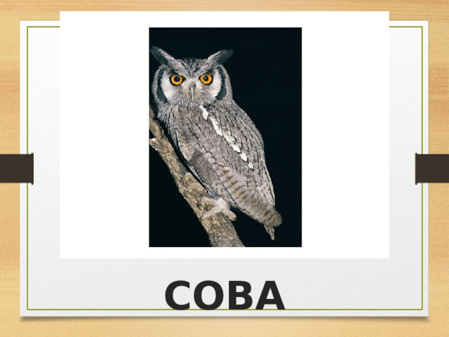 СОВА 