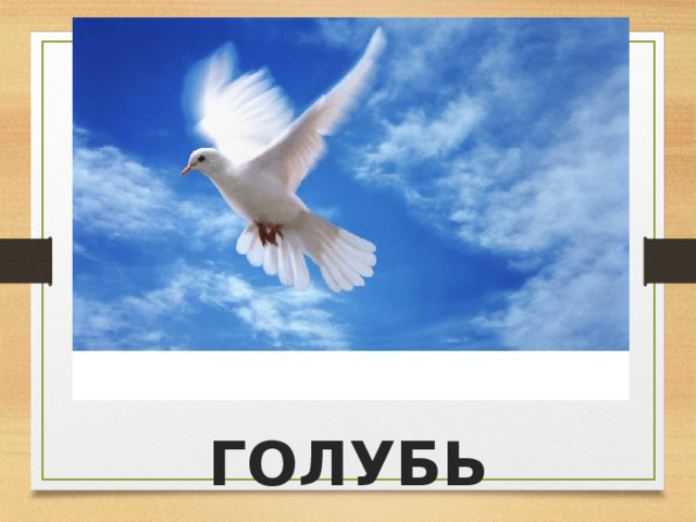 ГОЛУБЬ 