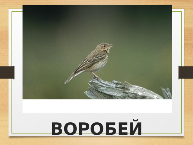 ВОРОБЕЙ 