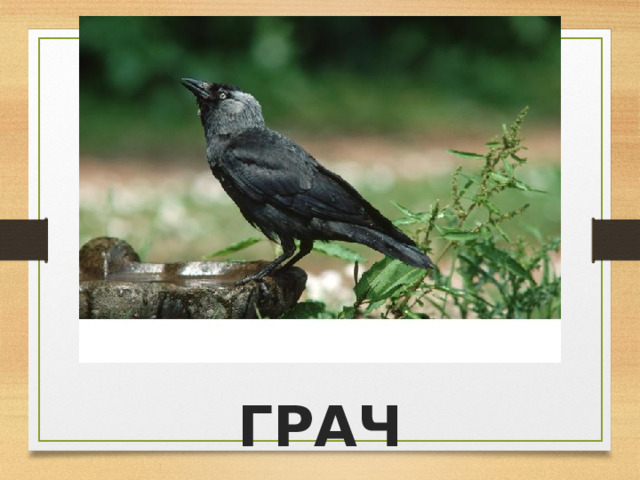 ГРАЧ 