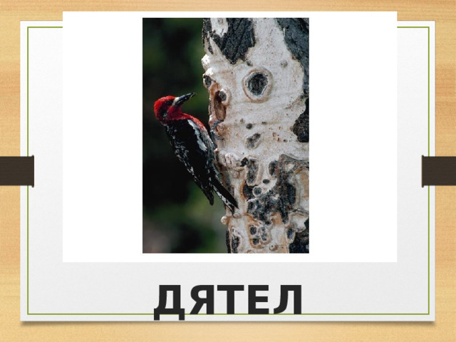 ДЯТЕЛ 