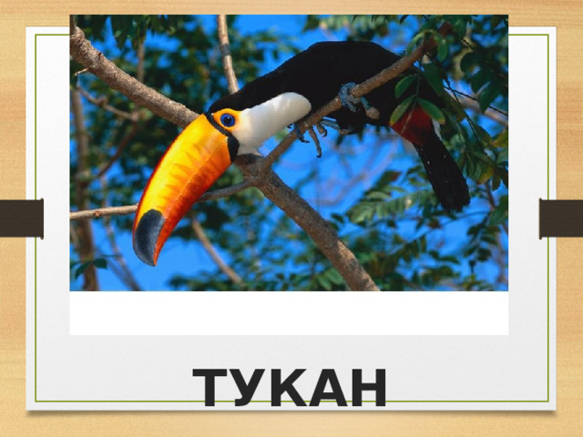 ТУКАН 