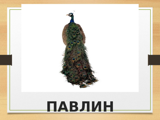 ПАВЛИН 