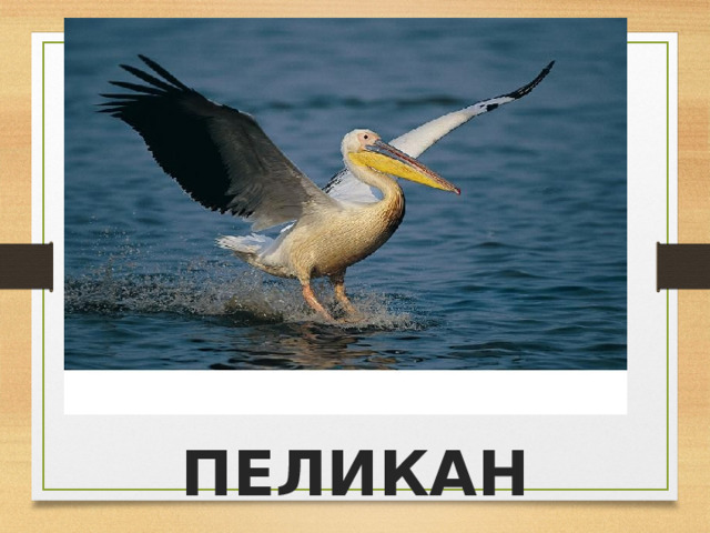 ПЕЛИКАН 