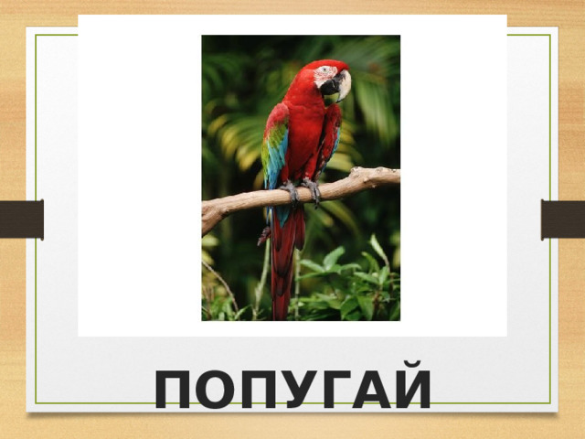 ПОПУГАЙ 