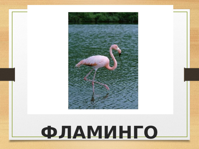 ФЛАМИНГО 