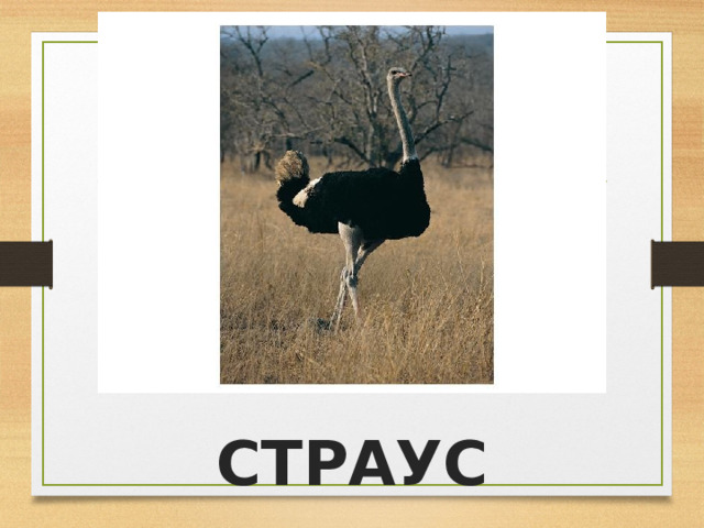 СТРАУС 