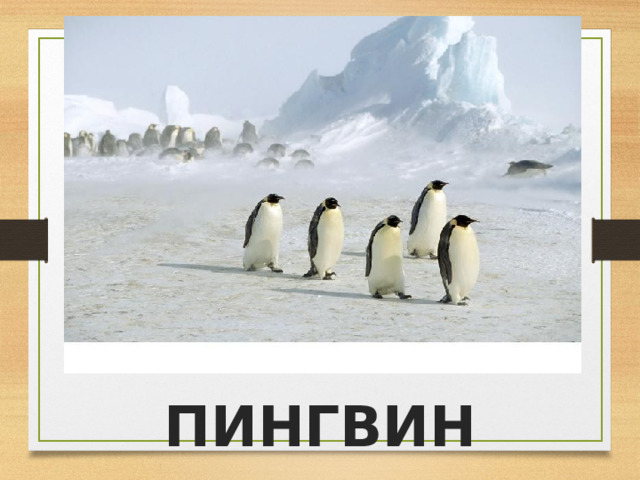 ПИНГВИН 