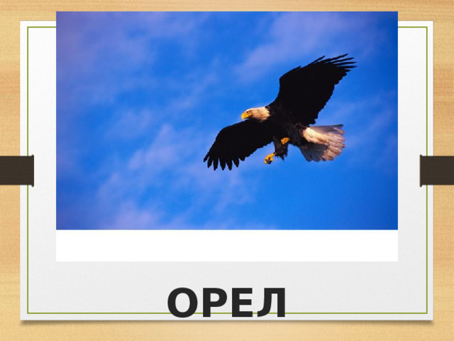 ОРЕЛ 