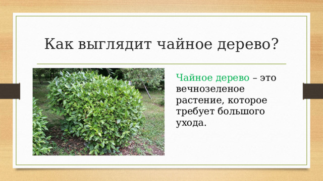Как выглядит чайное дерево? Чайное дерево – это вечнозеленое растение, которое требует большого ухода. 