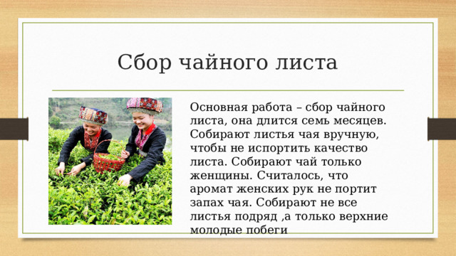 Сбор чайного листа Основная работа – сбор чайного листа, она длится семь месяцев. Собирают листья чая вручную, чтобы не испортить качество листа. Собирают чай только женщины. Считалось, что аромат женских рук не портит запах чая. Собирают не все листья подряд ,а только верхние молодые побеги 