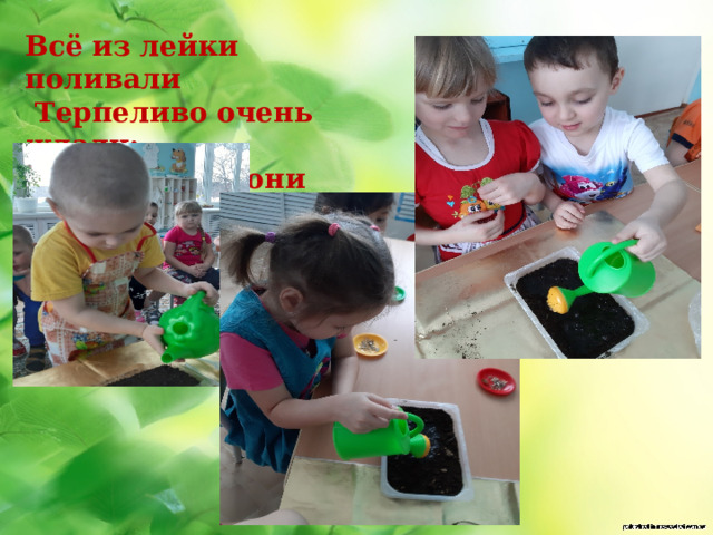  Всё из лейки поливали  Терпеливо очень ждали:  Ну, когда ж они взойдут? 