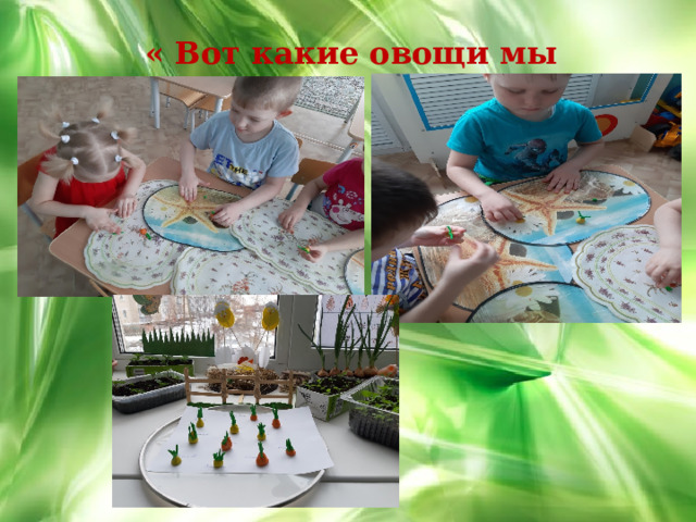  « Вот какие овощи мы слепили!» ,    