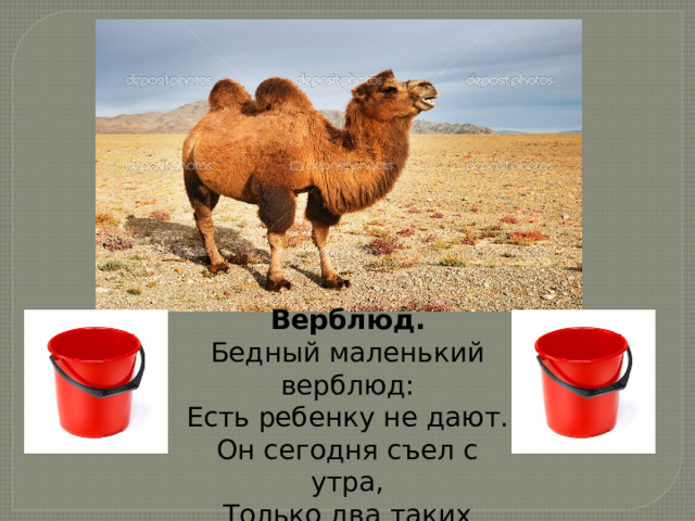Верблюд. Бедный маленький верблюд: Есть ребенку не дают. Он сегодня съел с утра, Только два таких ведра. 