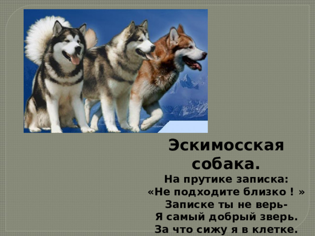Эскимосская собака. На прутике записка: «Не подходите близко ! » Записке ты не верь- Я самый добрый зверь. За что сижу я в клетке. Я сам не знаю, детки. 