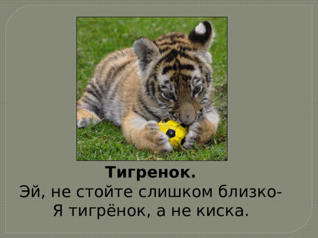 Тигренок. Эй, не стойте слишком близко- Я тигрёнок, а не киска. 
