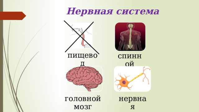 Нервная система пищевод спинной мозг головной мозг нервная клетка 