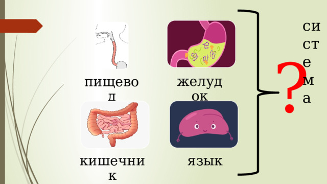 система ? желудок пищевод кишечник язык 