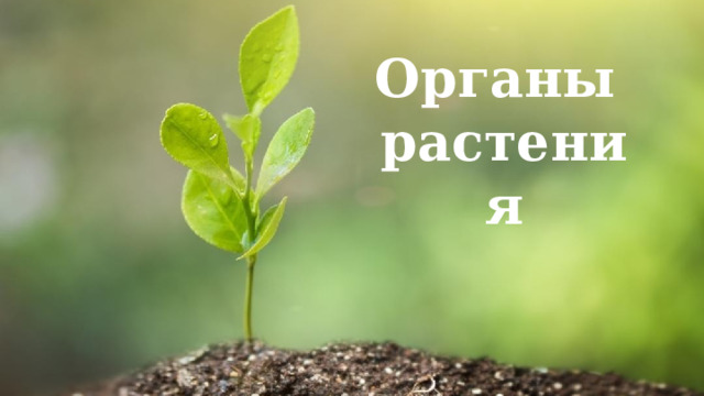 Органы  растения 