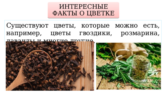 ИНТЕРЕСНЫЕ ФАКТЫ О ЦВЕТКЕ Существуют цветы, которые можно есть, например, цветы гвоздики, розмарина, лаванды и многие другие. 