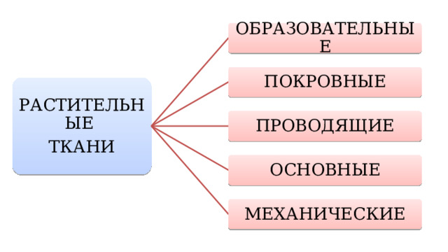ОБРАЗОВАТЕЛЬНЫЕ ПОКРОВНЫЕ РАСТИТЕЛЬНЫЕ ТКАНИ ПРОВОДЯЩИЕ ОСНОВНЫЕ МЕХАНИЧЕСКИЕ 