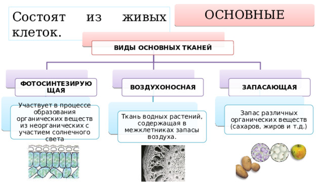 ОСНОВНЫЕ Состоят из живых клеток. ВИДЫ ОСНОВНЫХ ТКАНЕЙ ЗАПАСАЮЩАЯ ВОЗДУХОНОСНАЯ ФОТОСИНТЕЗИРУЮЩАЯ Запас различных органических веществ (сахаров, жиров и т.д.) Участвует в процессе образования органических веществ из неорганических с участием солнечного света Ткань водных растений, содержащая в межклетниках запасы воздуха. 
