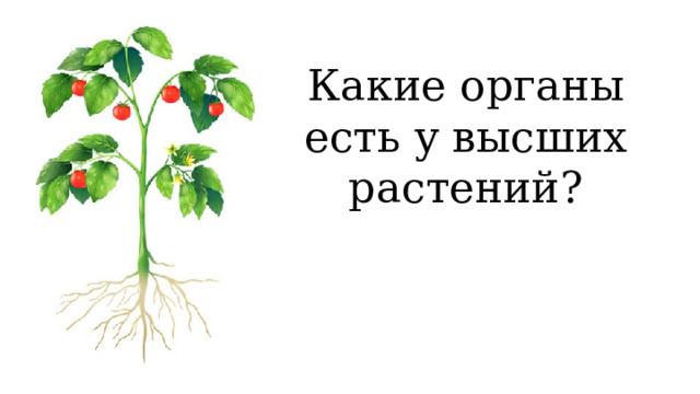 Какие органы есть у высших растений? 