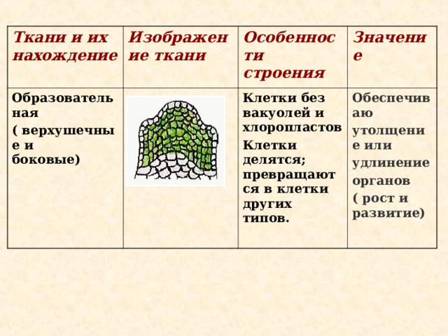 Ткани и их нахождение  Изображение ткани  Образовательная ( верхушечные и боковые) Особенности строения Значение Клетки без вакуолей и хлоропластов Клетки делятся; превращаются в клетки других типов.  Обеспечиваю утолщение или удлинение органов ( рост и развитие)  